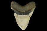 Bargain, Fossil Megalodon Tooth - North Carolina #124338-2